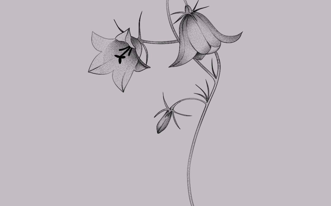 Bluebells