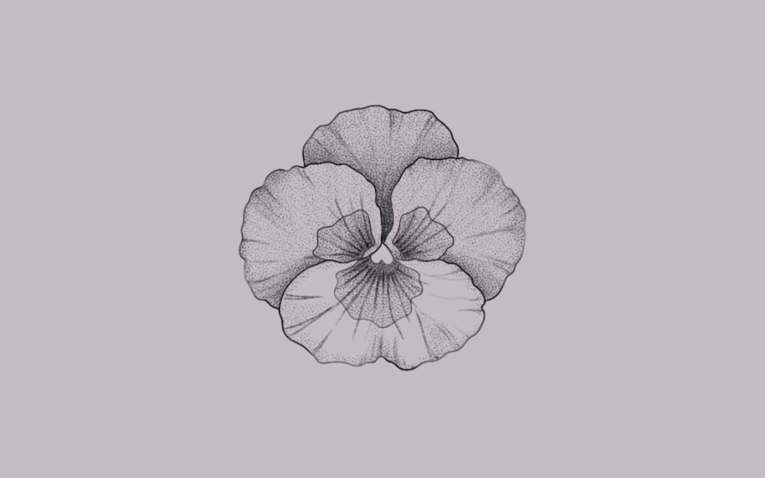 Pansy