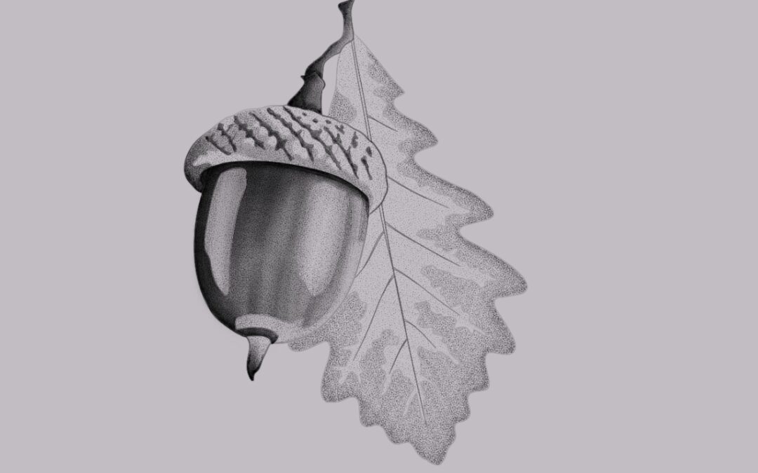 A fine line tattoo flash design of an acorn and an oak leaf with delicate shading
