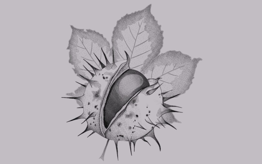 A fine line tattoo flash design of a chestnut and a leaf with delicate shading