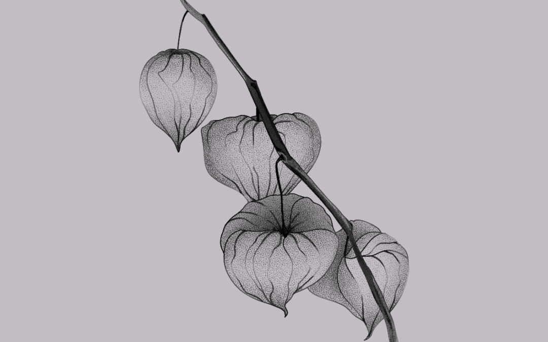 A fine line tattoo flash design of a chinese lantern branch with delicate shading