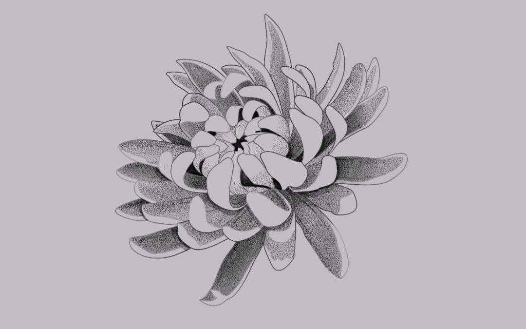A fine line tattoo flash design of a chrysanthemum flower with delicate shading