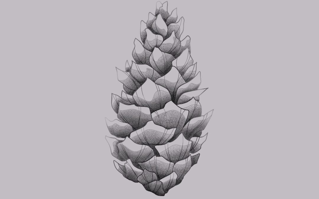 A fine line tattoo flash design of a conifer cone with delicate shading