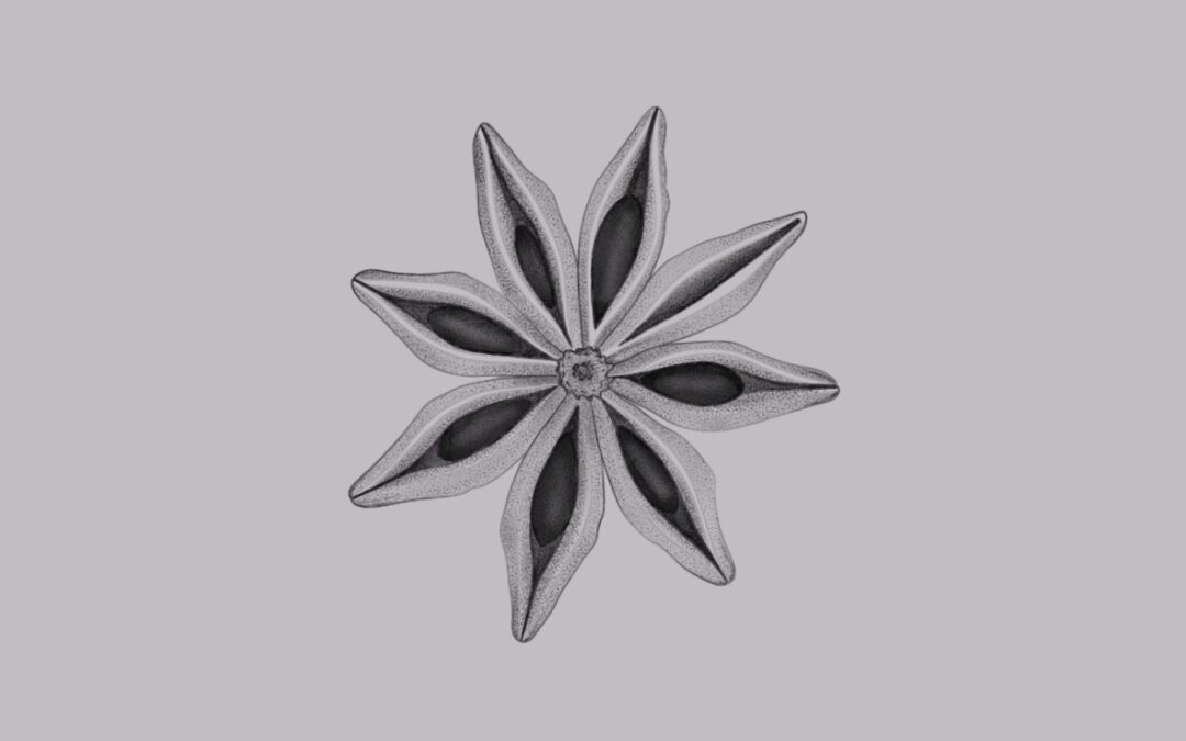 A fine line, delicate tattoo design of star anise