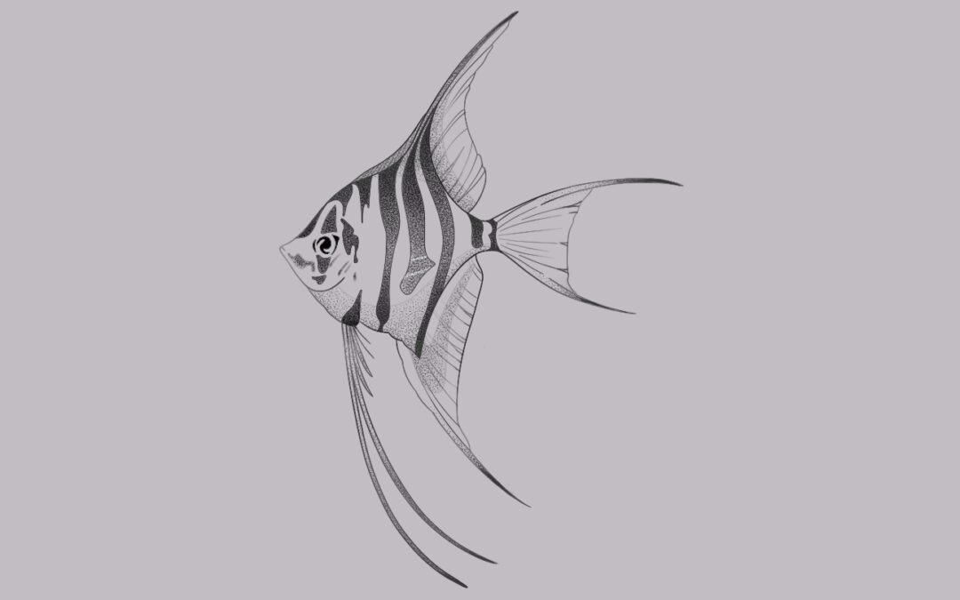 Angelfish