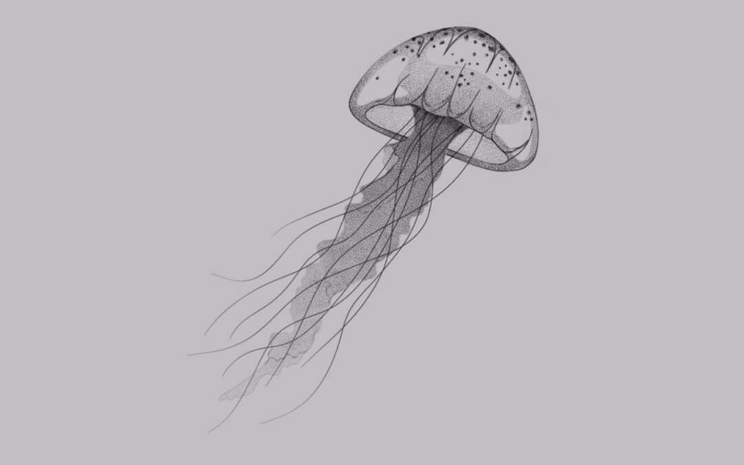 Jellyfish