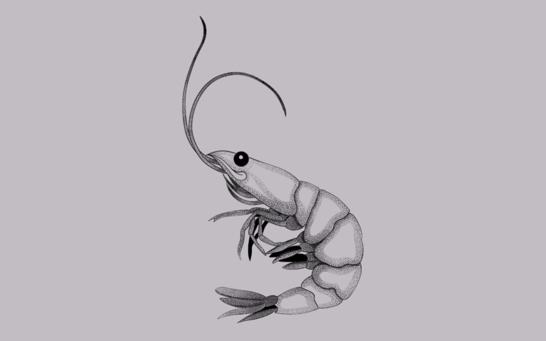 Shrimp
