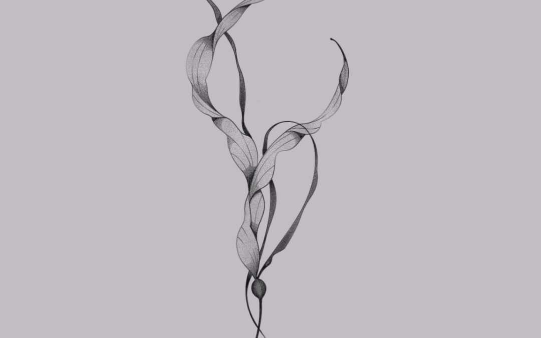 Sea kelp #1