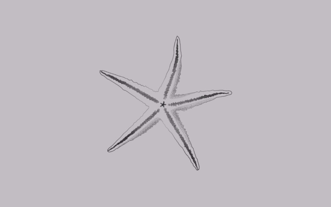 A fine line, delicate tattoo design of a Starfish