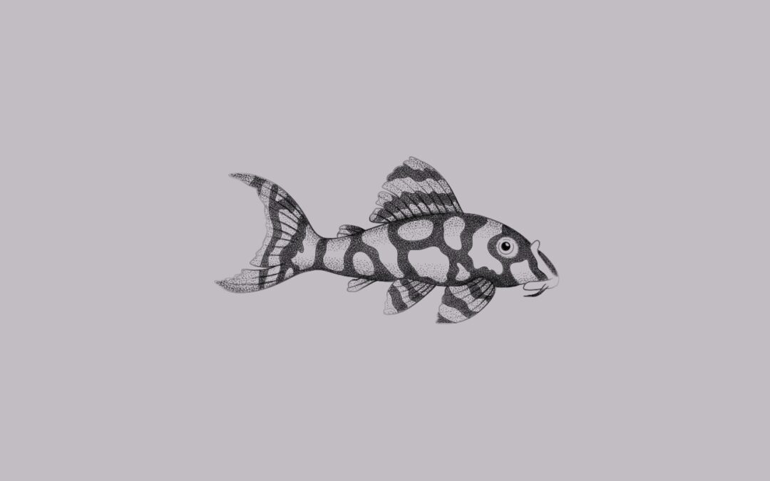 A fine line, delicate tattoo design of a Suckermouth catfish