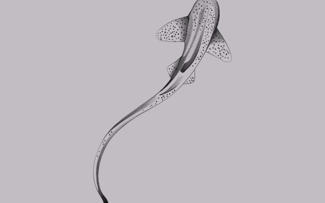 Zebra shark